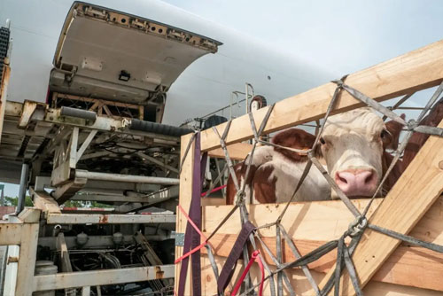 Voli Cargo Animali Vivi